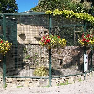 Chough aviary 13th September 2012
