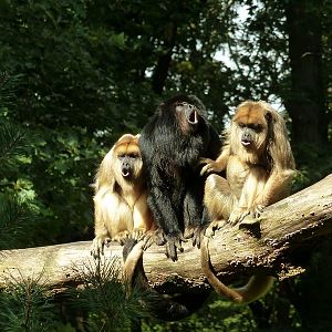 Howling black howler monkeys