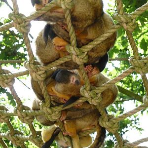 Sleeping squirrel monkeys