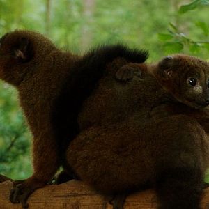 Red-bellied lemur