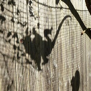 Red howler silhouette