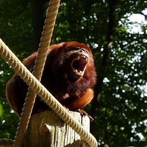 Red howler yawn