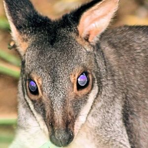 Dusky pademelon; Plzen; 2nd September 2012