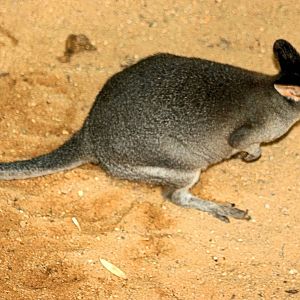 Dusky pademelon; Plzen; 2nd September 2012