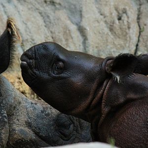Baby Indian Rhino
