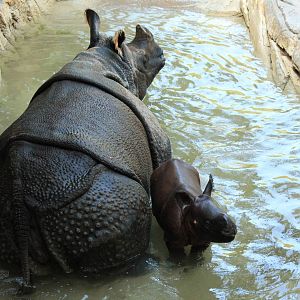 Baby Indian Rhino