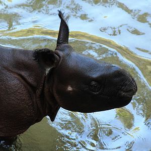 Baby Indian Rhino