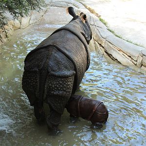 Baby Indian Rhino