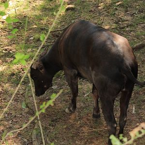 Lowland Anoa