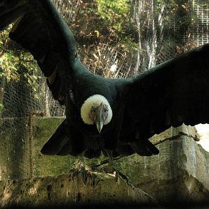 Andean Condor