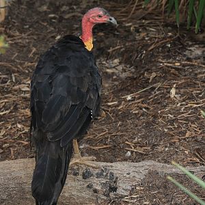 Brush Turkey