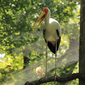 Yellow-Billed Stork