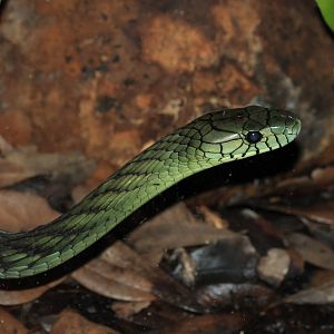 West African Green Mamba