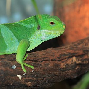Fiji Banded Iguana