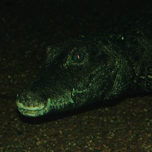 Dwarf crocodile