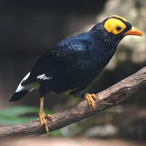Yellow-faced Mynah at Prague, 25/08/12
