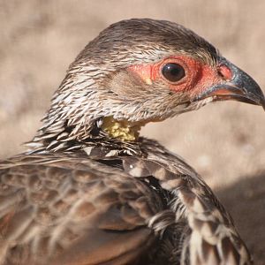 Yellow-necked Francolin at Prague, 25/08/12