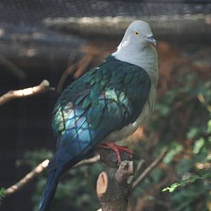 Elegant Imperial Pigeon at Prague, 25/08/12
