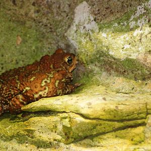 Cuban Toad at Prague, 25/08/12