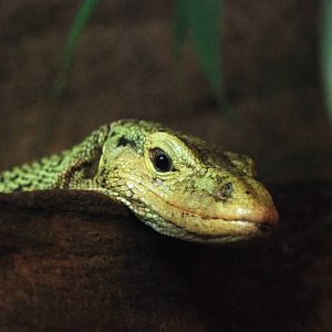 Quince Monitor at Prague, 25/08/12