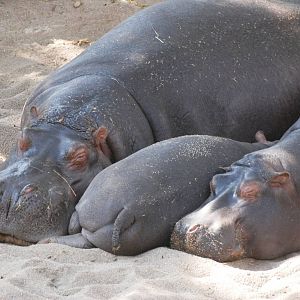 Common Hippos at Prague, 25/08/12