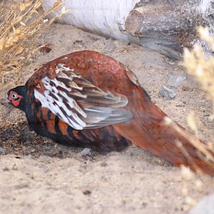 Zarudny's Pheasant at Prague, 25/08/12