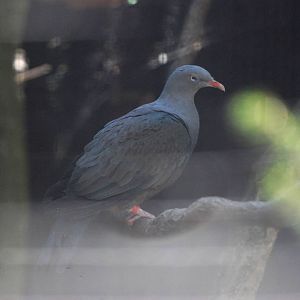 Spotted Imperial Pigeon at Prague, 25/08/12
