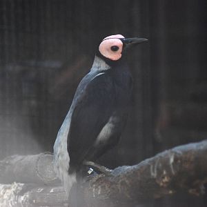 Coleto at Prague, 25/08/12