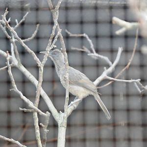 Helmeted Friarbird at Prague, 25/08/12