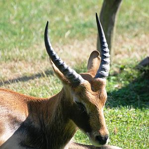 Nile Lechwe at Prague, 25/08/12