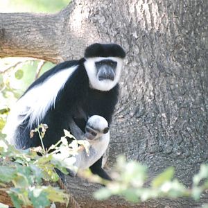 Mantled Guereza with Young at Prague, 25/08/12