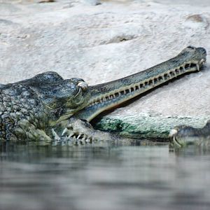 Gharials at Prague, 25/08/12