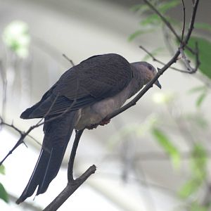 Barred Cuckoo-dove at Prague, 25/08/12