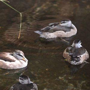 Cotton Pygmy-Geese at Prague, 25/08/12