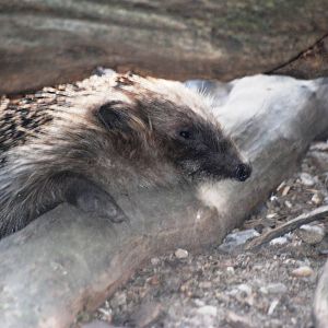 West European Hedgehog at Prague, 25/08/12
