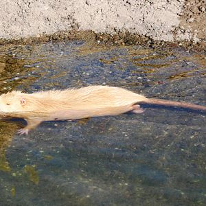 Mutation Coypu at Prague, 25/08/12