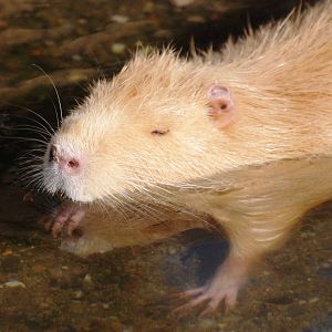 Mutation Coypu at Prague, 25/08/12