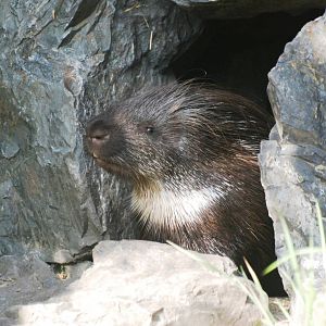 Indian Crested Porcupine at Prague, 25/08/12