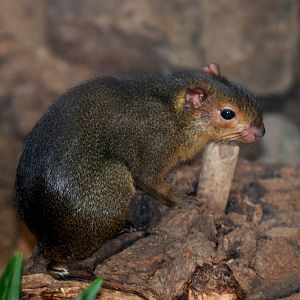 Green Acouchi at Prague, 25/08/12