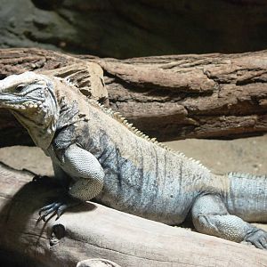Cayman Blue Iguana at Prague, 25/08/12