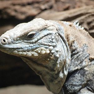 Cayman Blue Iguana at Prague, 25/08/12