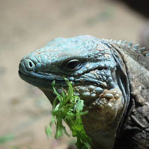 Cayman Blue Iguana at Prague, 25/08/12