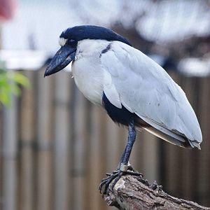 Southern Boat-billed Heron at Prague, 25/08/12