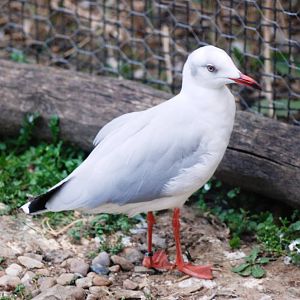 Grey-headed Gull at Prague, 25/08/12