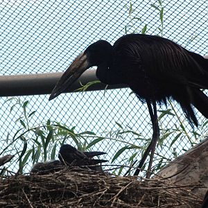 African Openbill and Chicks at Prague, 25/08/12