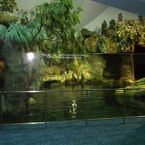 Aquarium 2010 - Sea lion