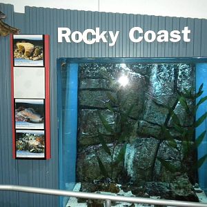 Aquarium 2010 - Rocky Coast