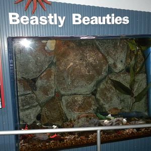 Aquarium 2010 - Beastly Beauties