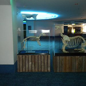 Aquarium 2010 - Seal versus Sea Lion