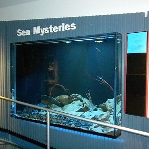 Aquarium 2010 - Sea mysteries